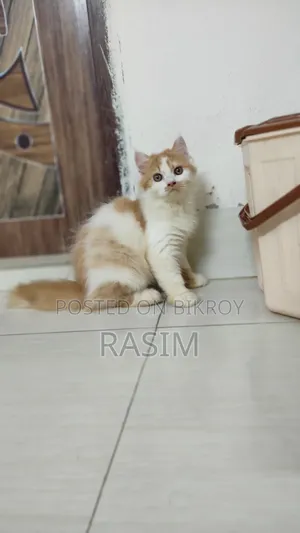 ৩-৬ মাসের পুরুষ বিশুদ্ধ পার্সিয়ান