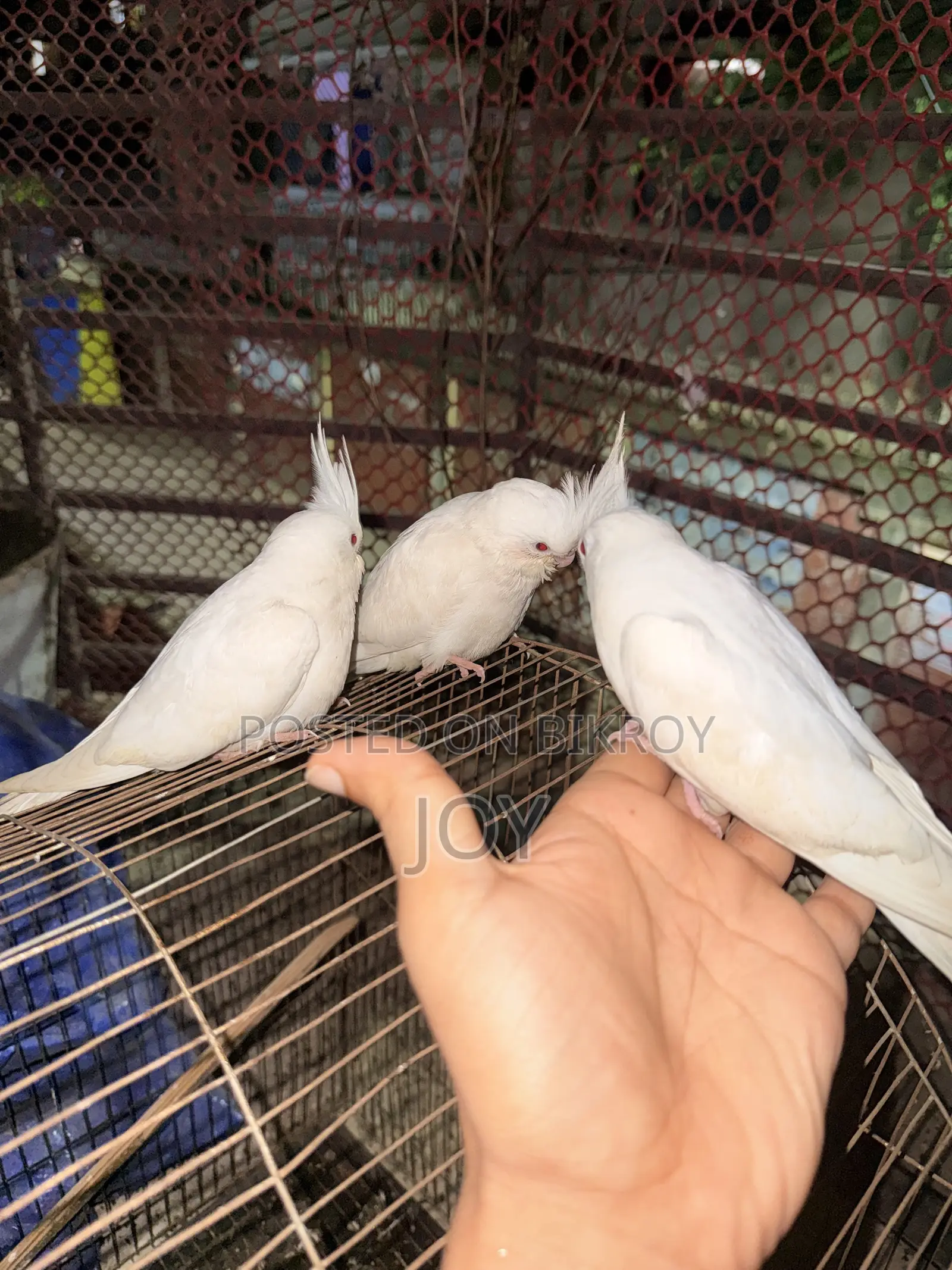 অ্যলবিনো ককাটিয়েল (Albino Cockatiel) বাচ্চা বিক্রয়