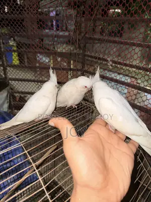 অ্যলবিনো ককাটিয়েল (Albino Cockatiel) বাচ্চা বিক্রয়