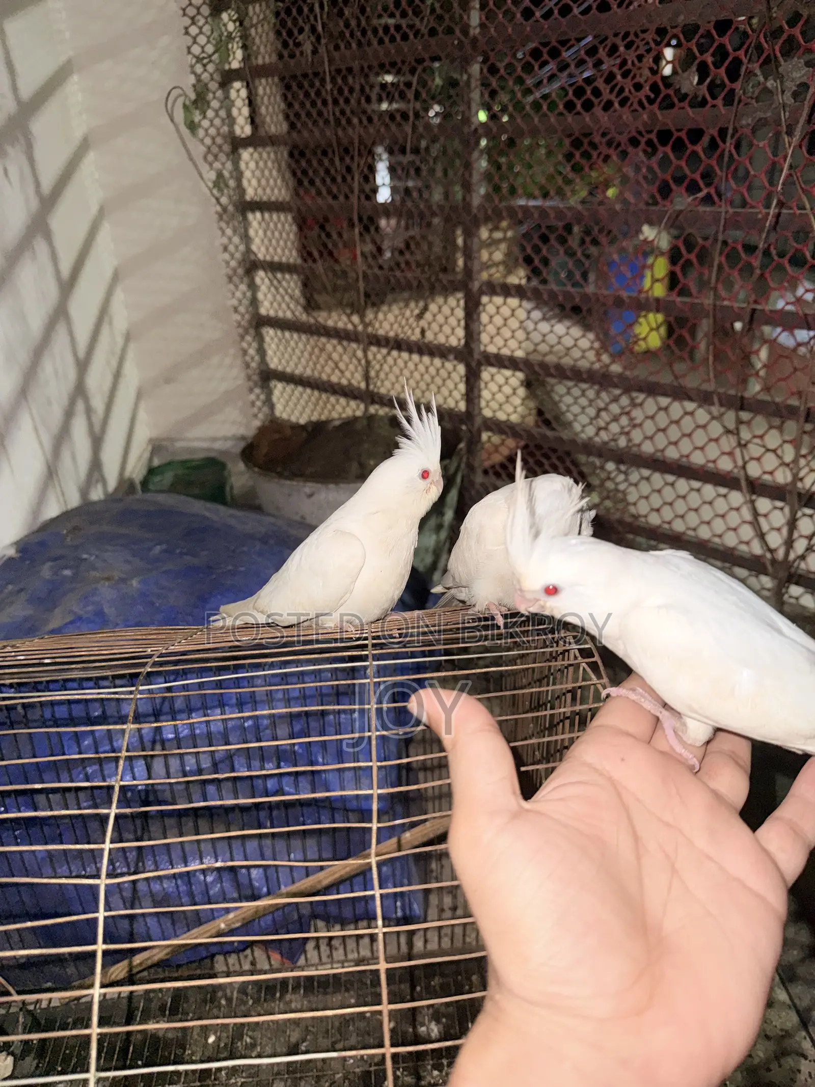 অ্যলবিনো ককাটিয়েল (Albino Cockatiel) বাচ্চা বিক্রয়