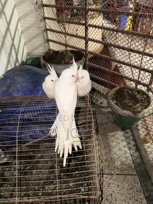 অ্যলবিনো ককাটিয়েল (Albino Cockatiel) বাচ্চা বিক্রয়