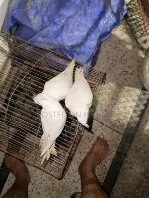 অ্যলবিনো ককাটিয়েল (Albino Cockatiel) বাচ্চা বিক্রয়