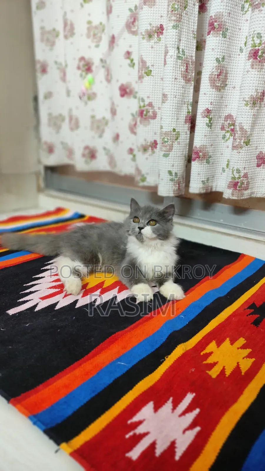 ৩-৬ মাসের পুরুষ বিশুদ্ধ পার্সিয়ান