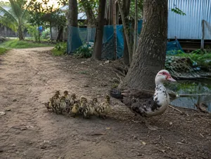 Muscovy Ducklings for Sale