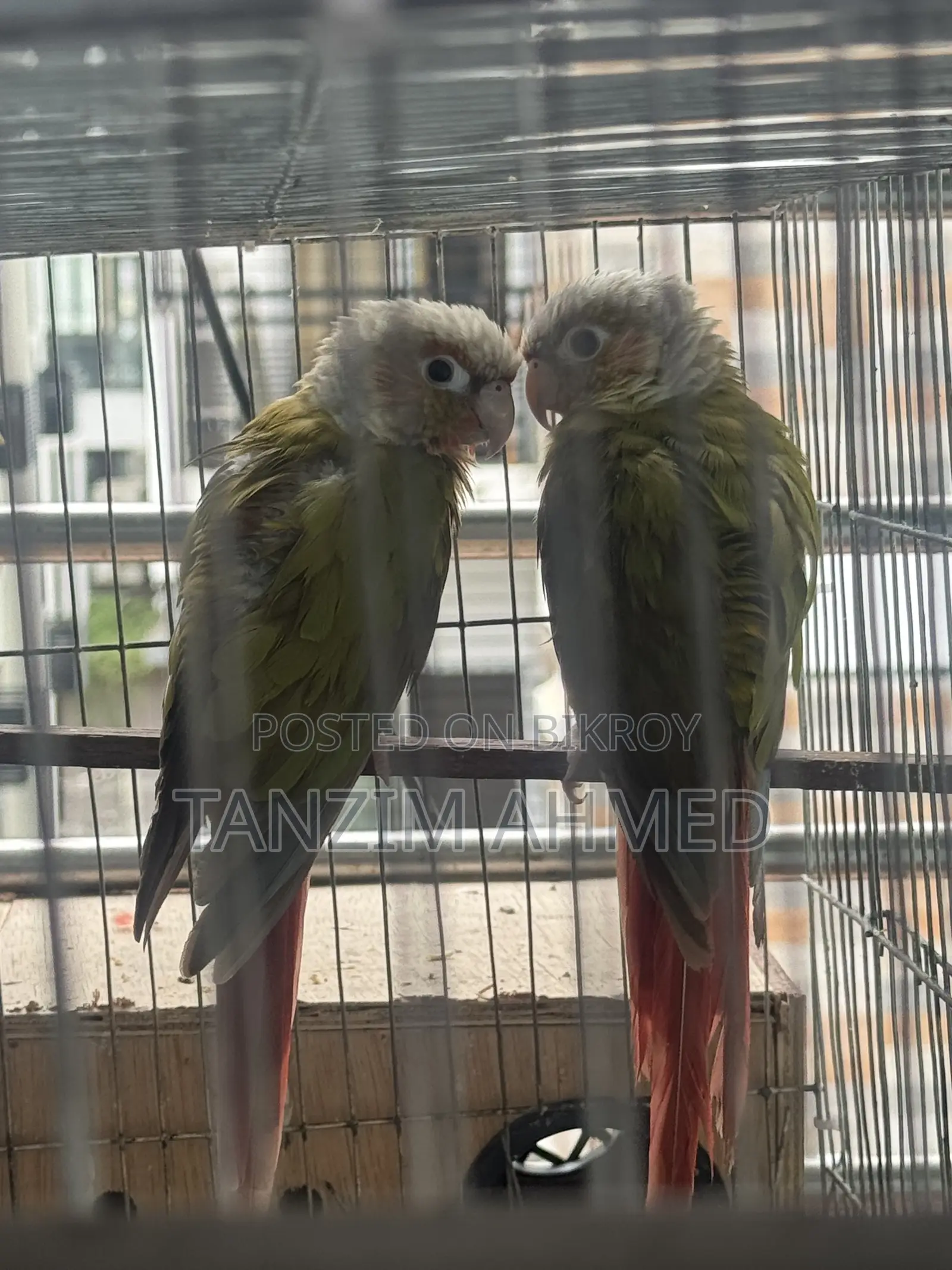 Pineapple Conure
