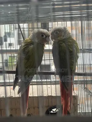 Pineapple Conure