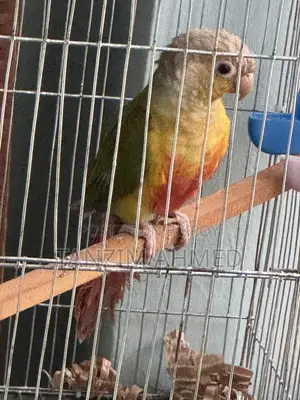 Pineapple Conure
