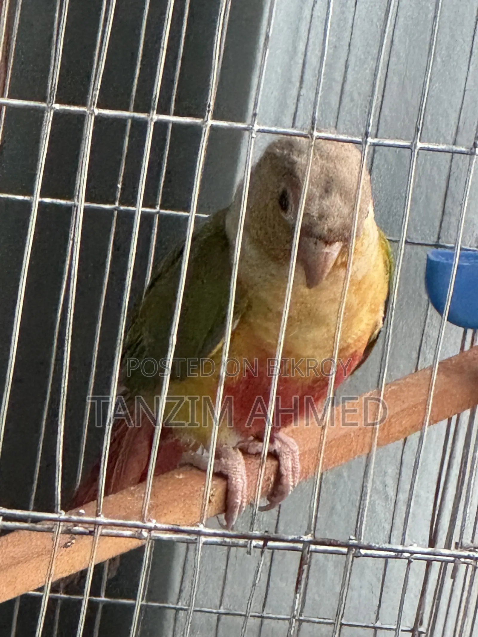 Pineapple Conure