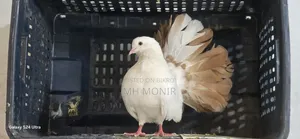 ইংলিশ ফ্যানটারনর