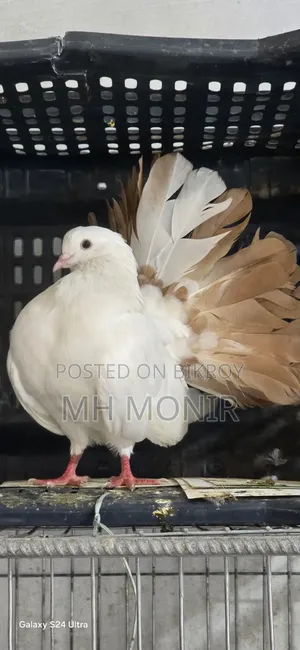 ইংলিশ ফ্যানটারনর