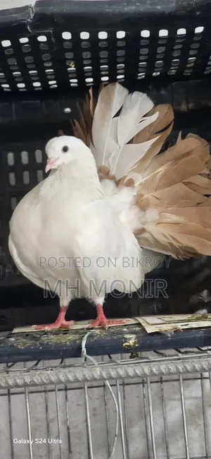ইংলিশ ফ্যানটারনর