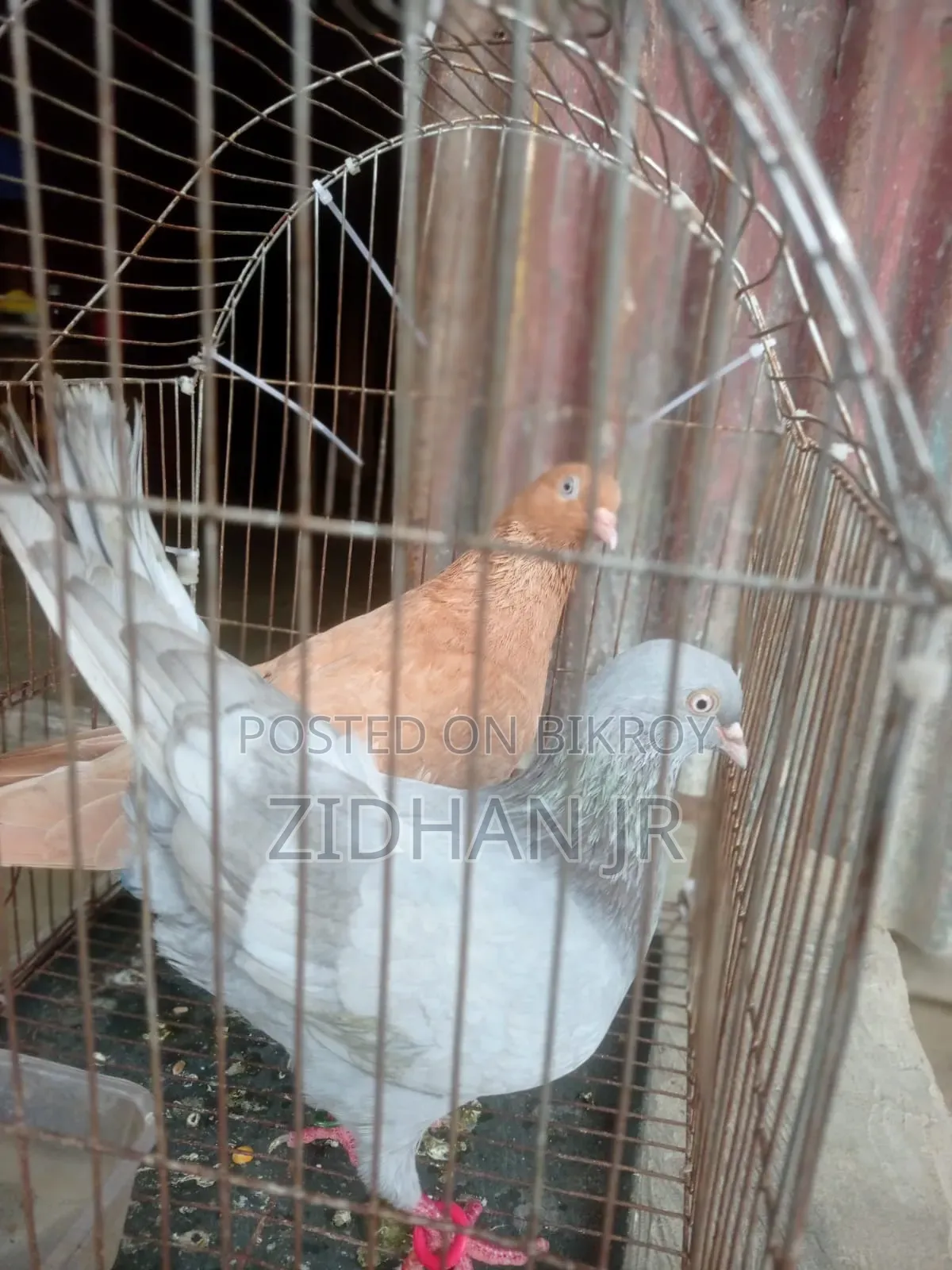 এক জোড়া চুল্লী কবুতর বিক্রি করা হবে ডিম বাচ্চা করা কোন রোগ নেই