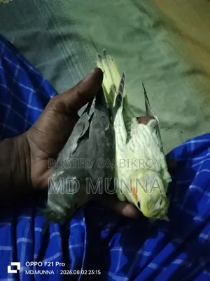 Tame Size Cockatiel Bird