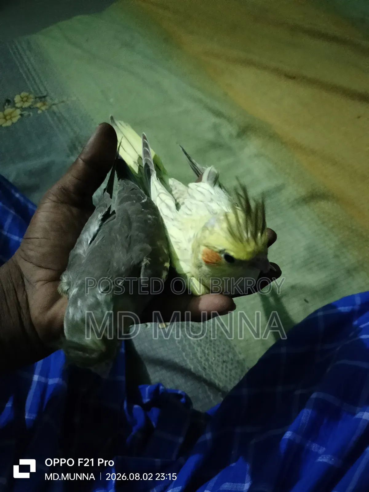 Tame Size Cockatiel Bird