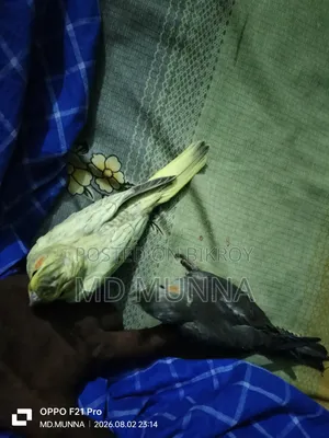 Tame Size Cockatiel Bird