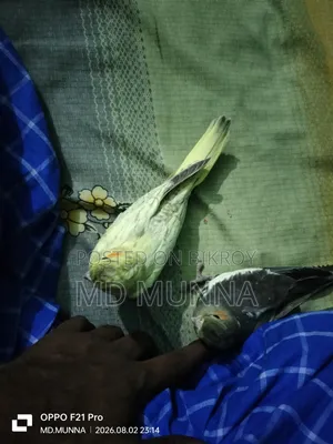 Tame Size Cockatiel Bird