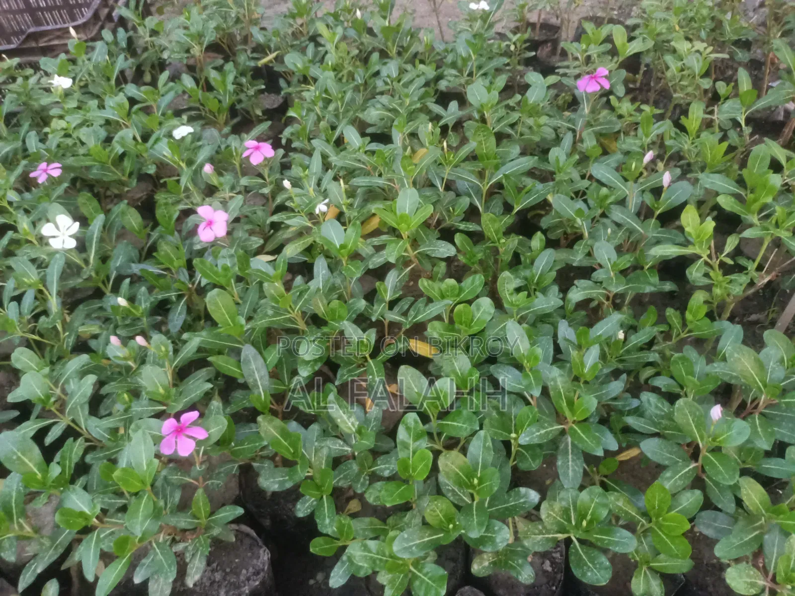 Nayantara Flower Sapling