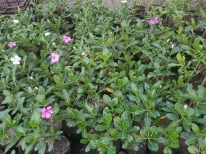 Nayantara Flower Sapling