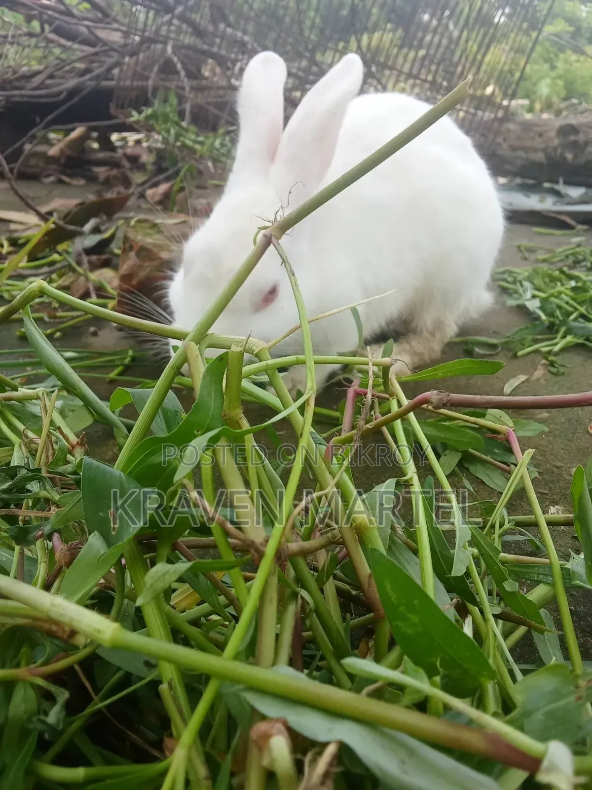 2 White and 2 White-Black Rabbits for Sale