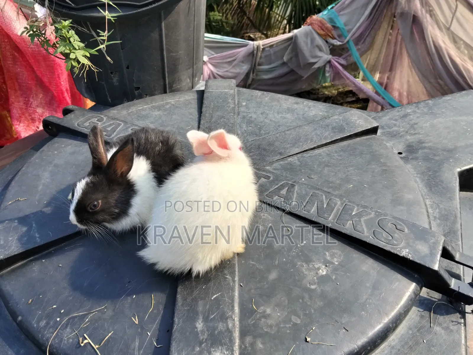 2 White and 2 White-Black Rabbits for Sale