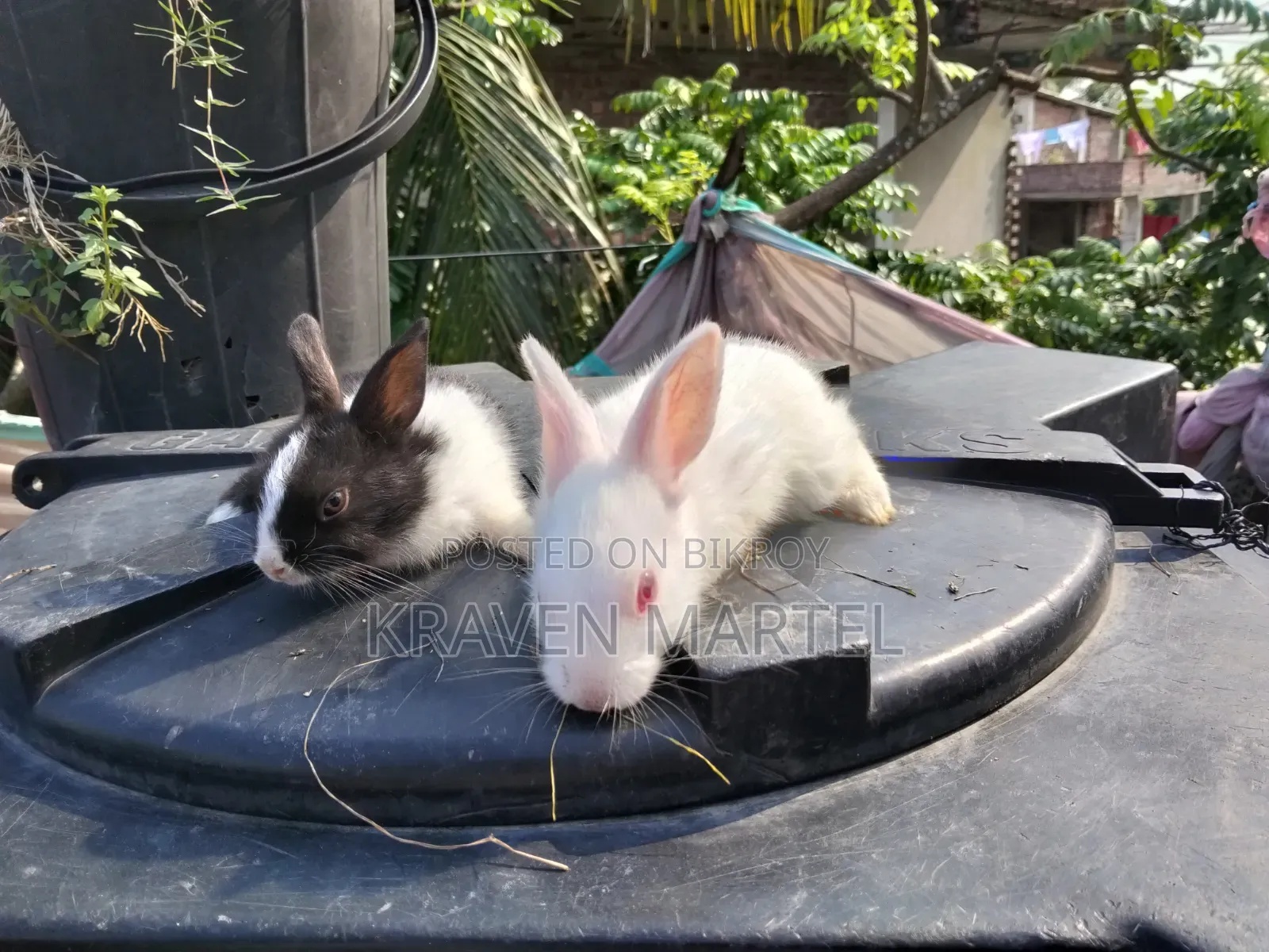 2 White and 2 White-Black Rabbits for Sale