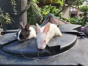 2 White and 2 White-Black Rabbits for Sale