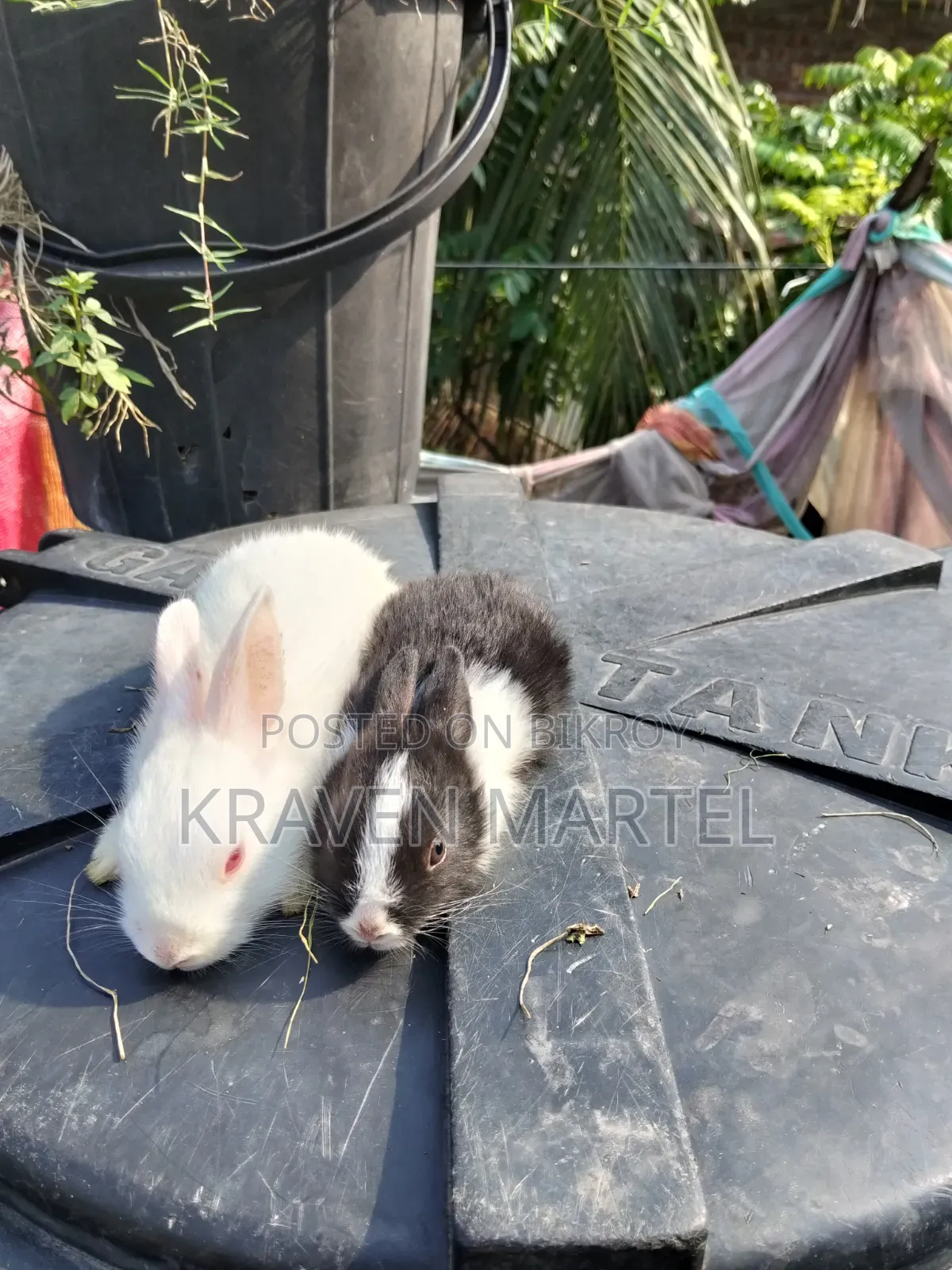 2 White and 2 White-Black Rabbits for Sale