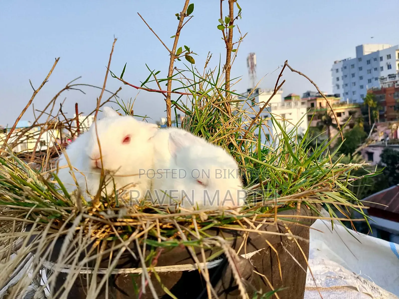 2 White and 2 White-Black Rabbits for Sale