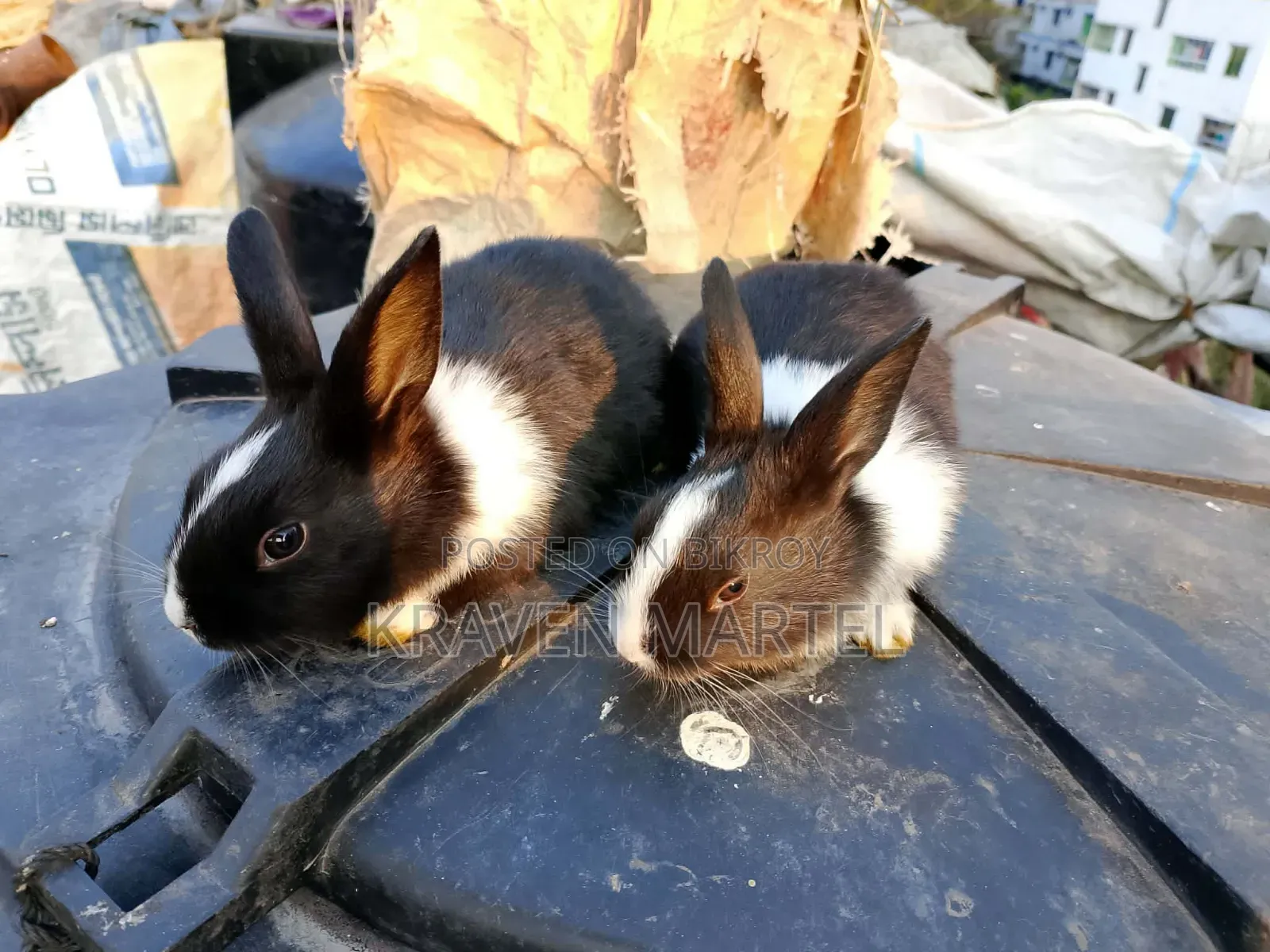 2 White and 2 White-Black Rabbits for Sale