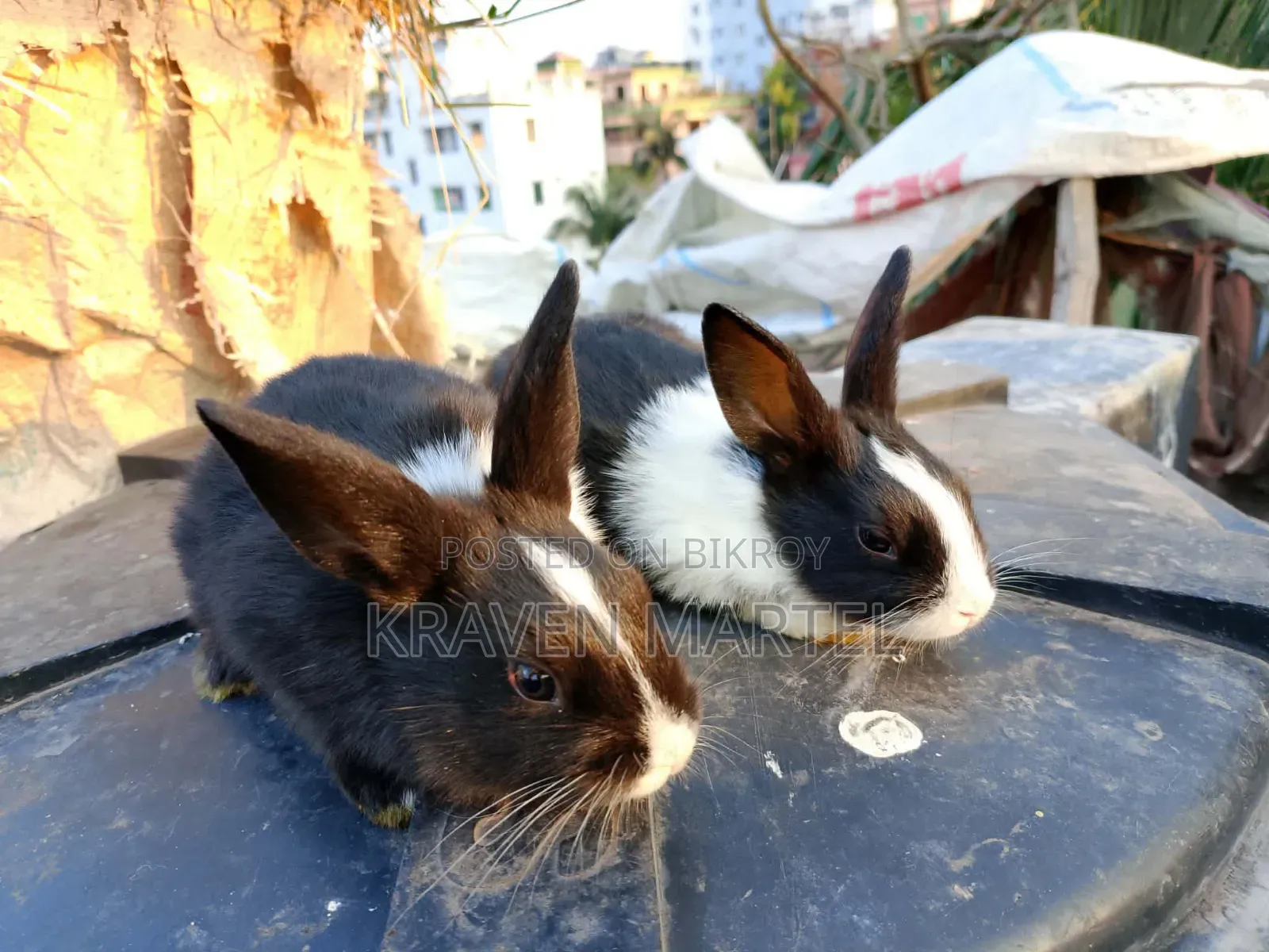 2 White and 2 White-Black Rabbits for Sale