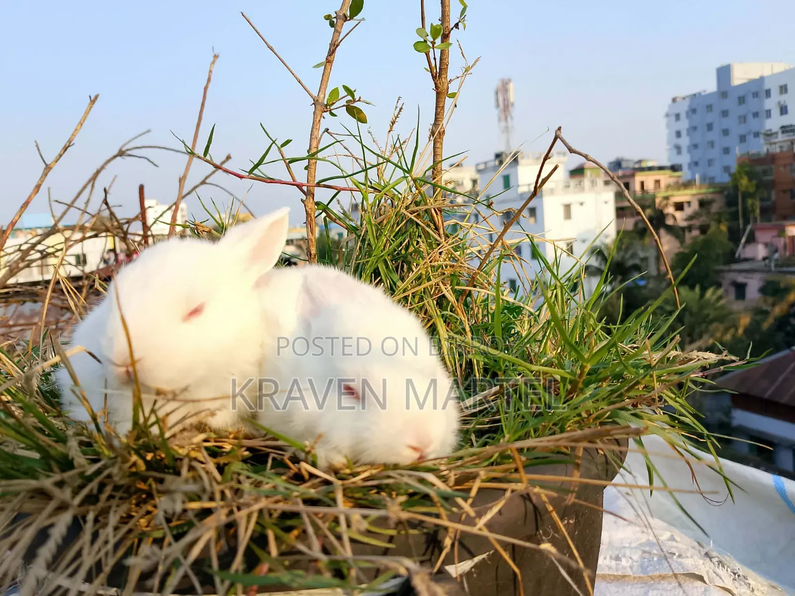 2 White and 2 White-Black Rabbits for Sale