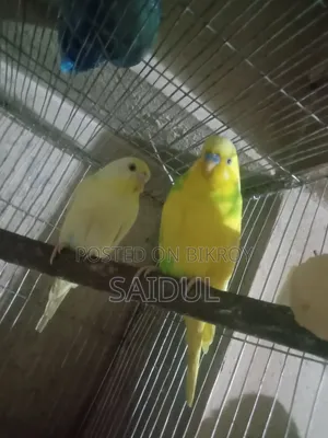 বাজিগর পাখি বিক্রি করব