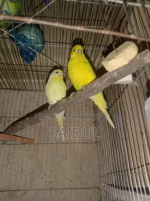 বাজিগর পাখি বিক্রি করব