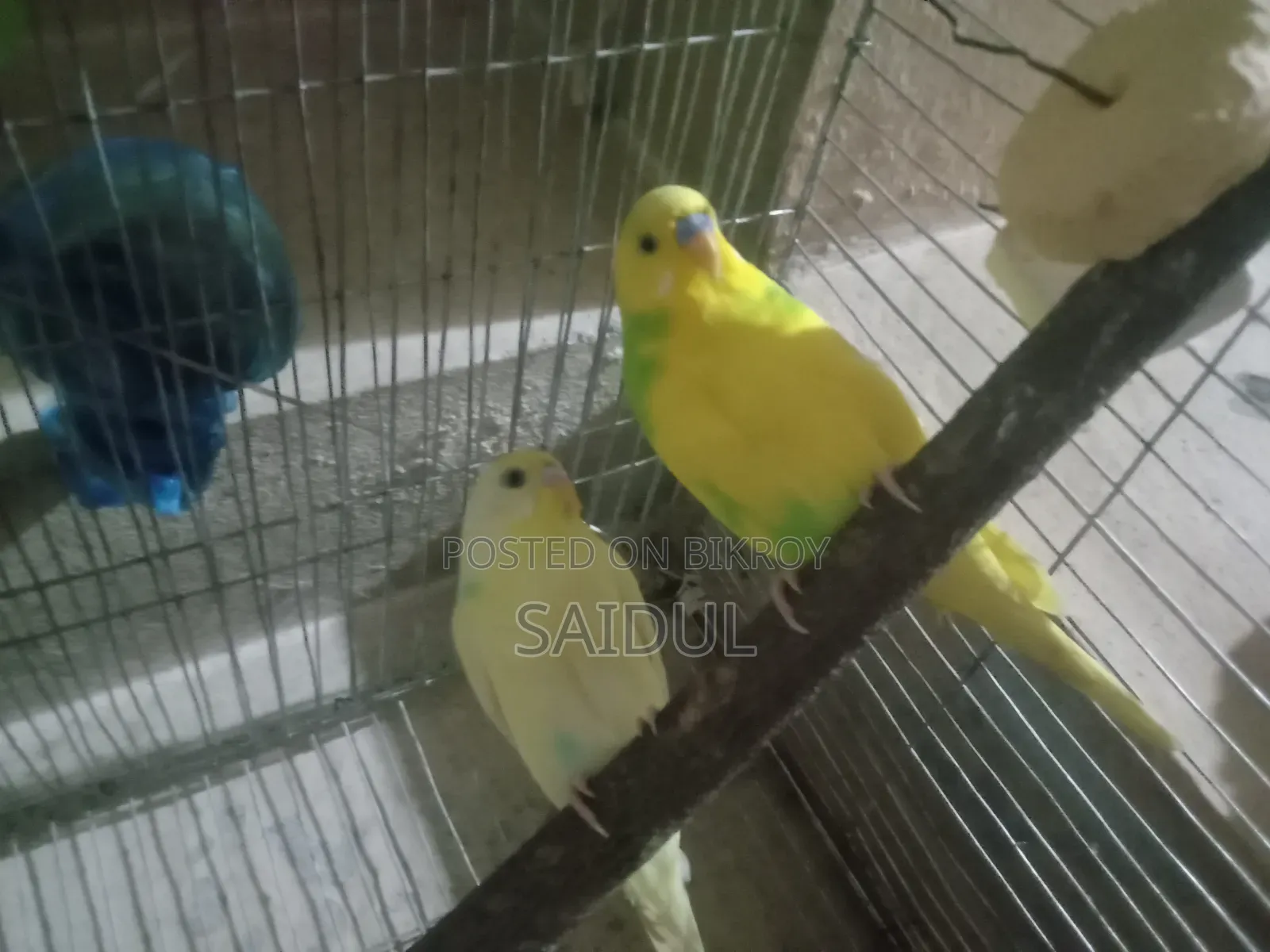 বাজিগর পাখি বিক্রি করব