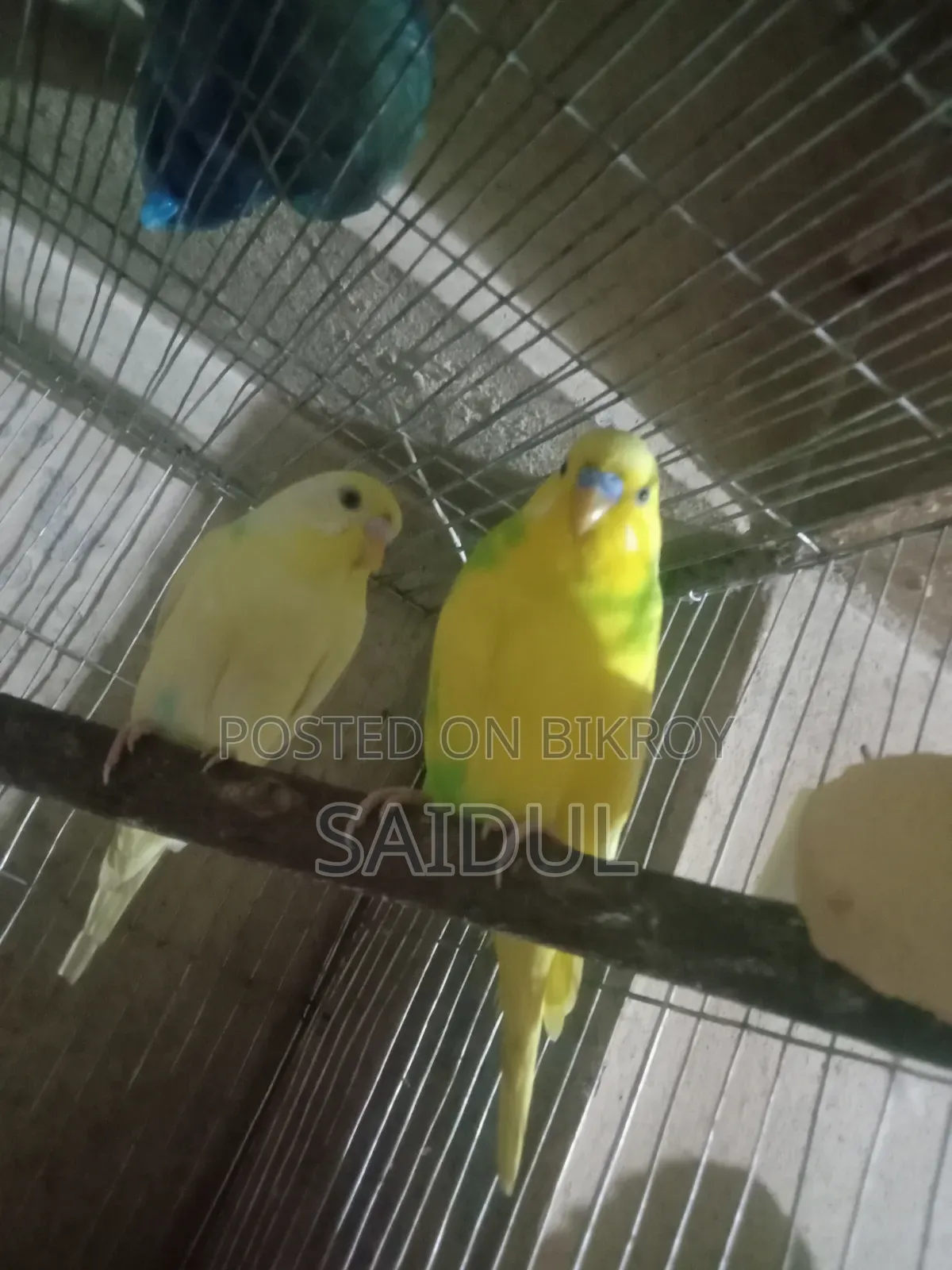 বাজিগর পাখি বিক্রি করব