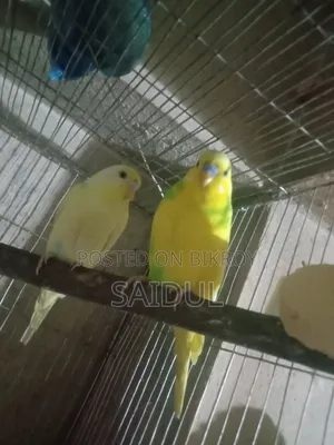 বাজিগর পাখি বিক্রি করব
