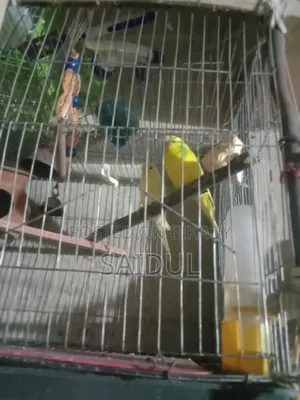 বাজিগর পাখি বিক্রি করব