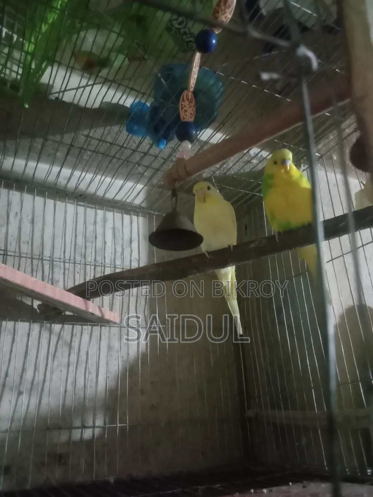 বাজিগর পাখি বিক্রি করব