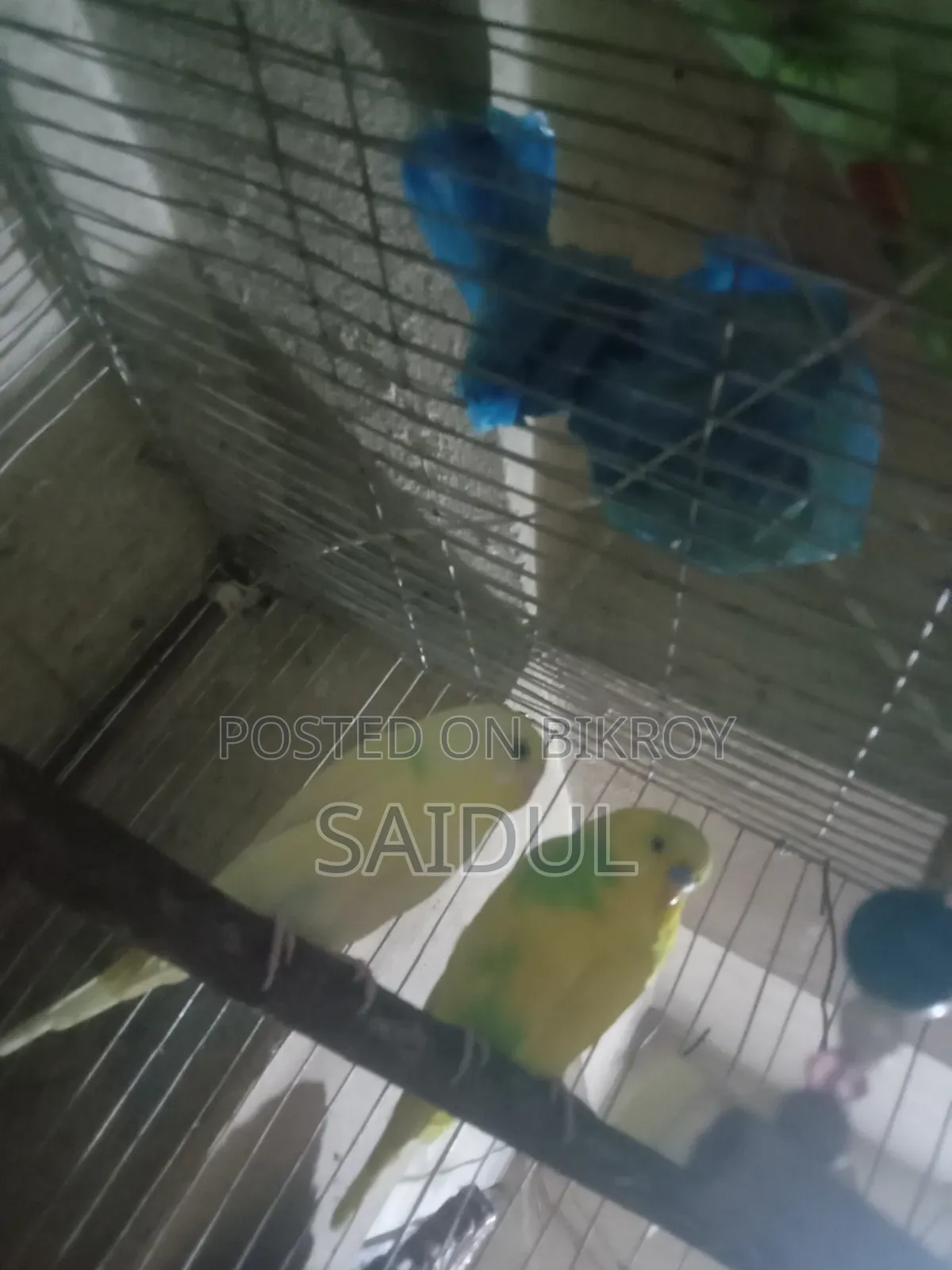 বাজিগর পাখি বিক্রি করব