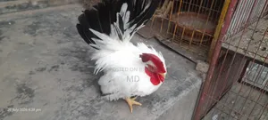 Japanese Bantam