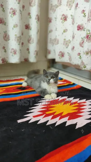 ৩-৬ মাসের মেল পিওরব্রেড পার্সিয়ান