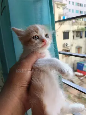 ১-৩ মাসের ফিমেল মিক্সড ব্রিড পার্সিয়ান