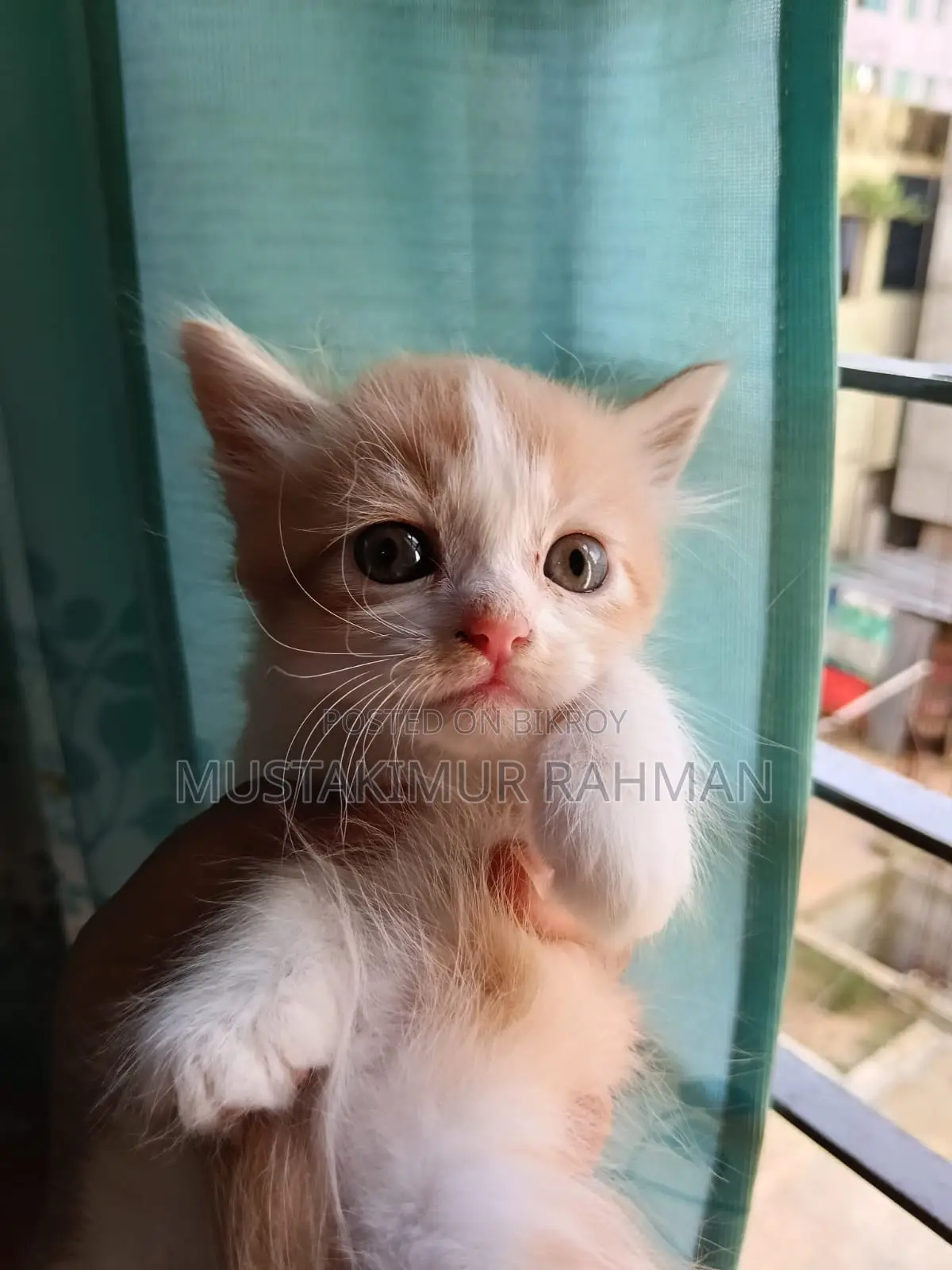 ১-৩ মাসের ফিমেল মিক্সড ব্রিড পার্সিয়ান