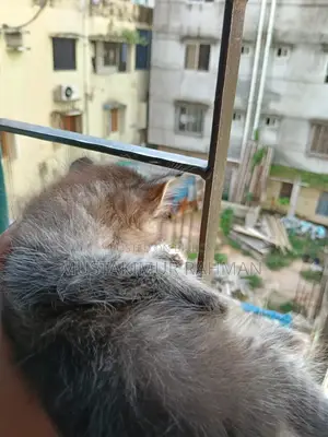১-৩ মাসের ফিমেল মিক্সড ব্রিড পার্সিয়ান