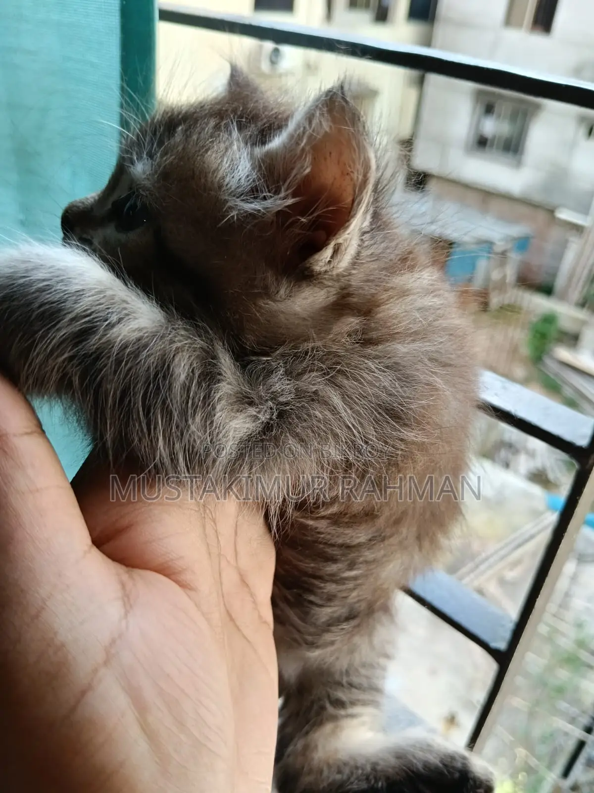 ১-৩ মাসের ফিমেল মিক্সড ব্রিড পার্সিয়ান
