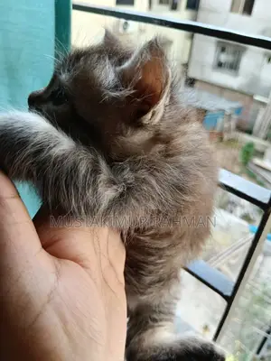 ১-৩ মাসের ফিমেল মিক্সড ব্রিড পার্সিয়ান