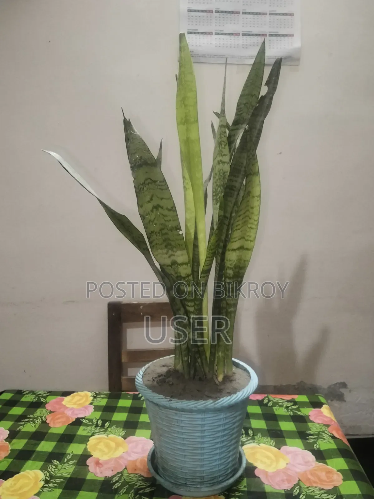 This is a *Snake Plant*