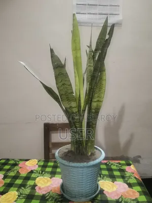 This is a *Snake Plant*