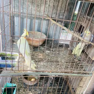Cockatiel Bird Master Pair