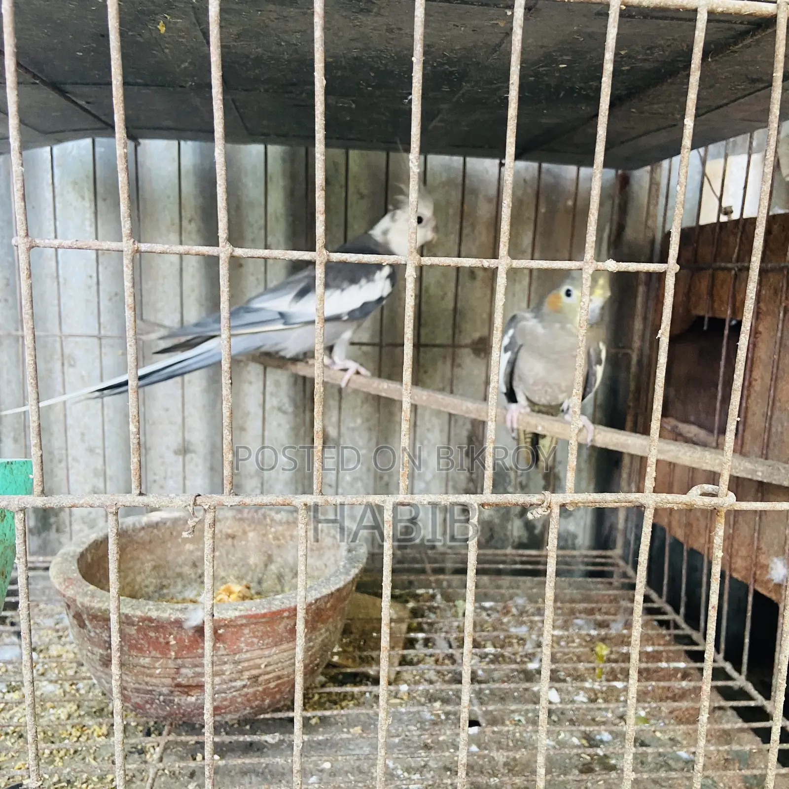 Cockatiel Bird Master Pair